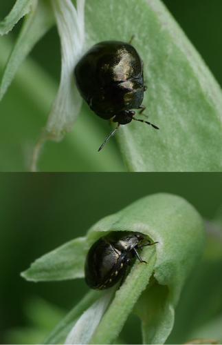Coptosoma scutellatum